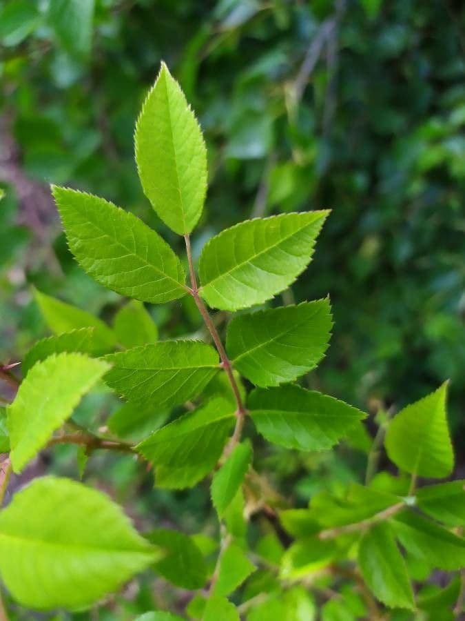 Rosa multiflora 20