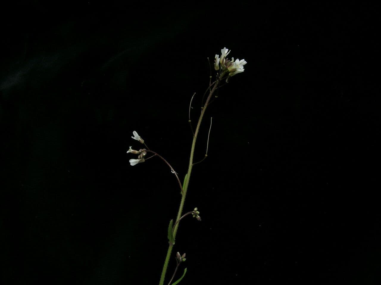 Felsen-Gänsekresse 3