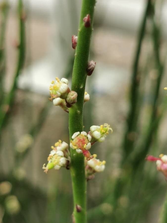 Euphorbia antisyphilitica 2