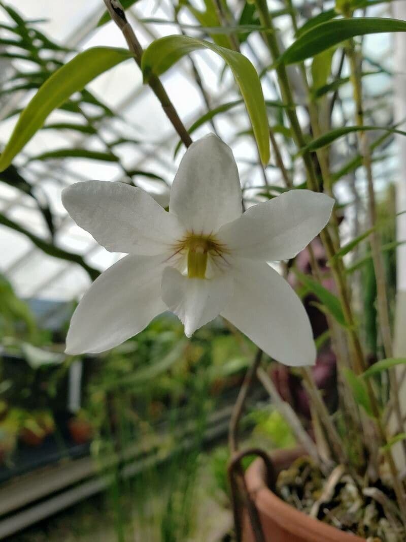 Dendrobium