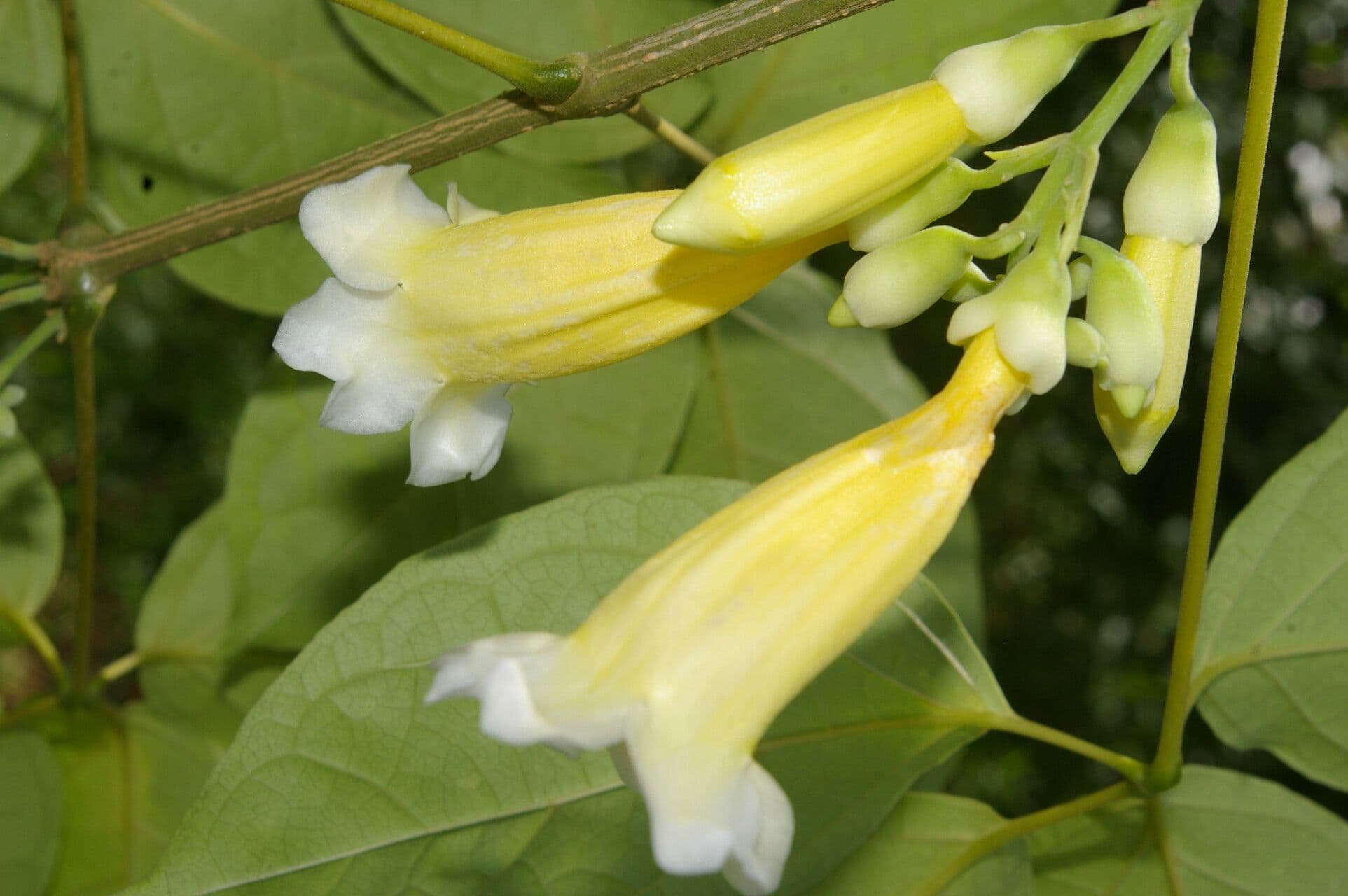 Anemopaegma 4