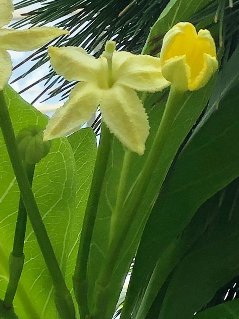 ʻŌlulu 7