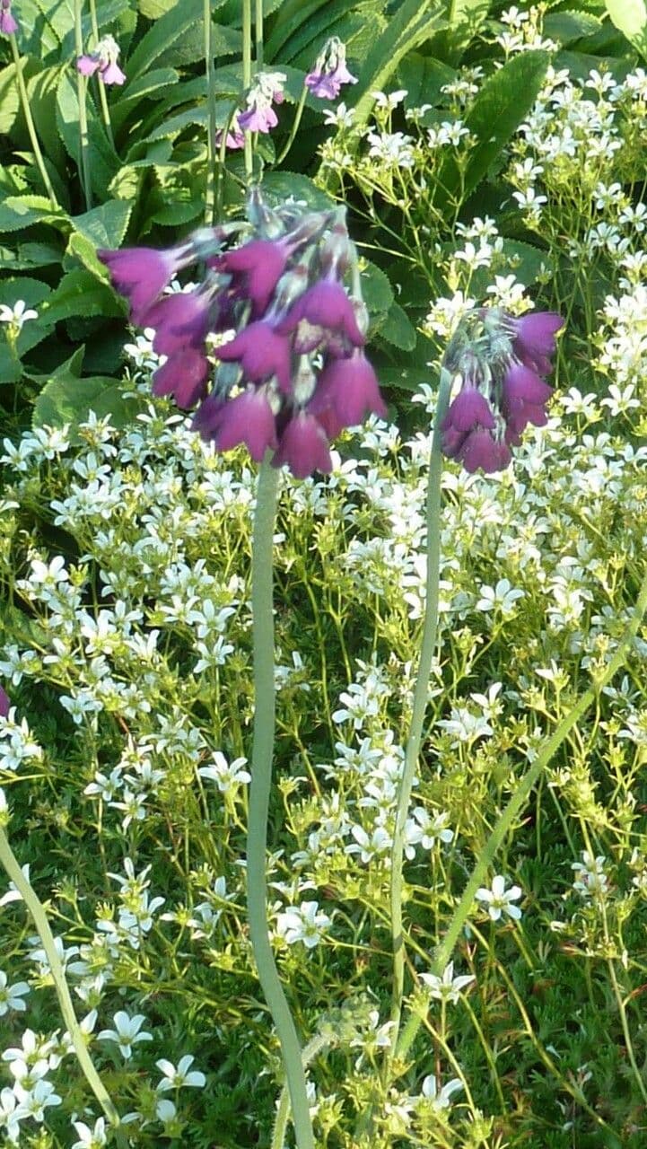 Primula 2