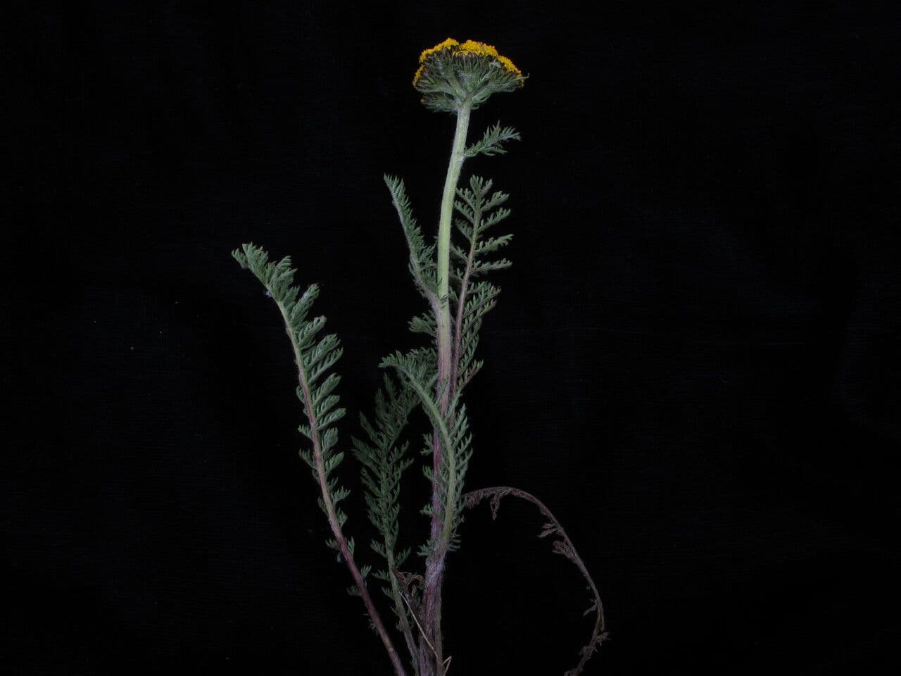 Hippolytia 6
