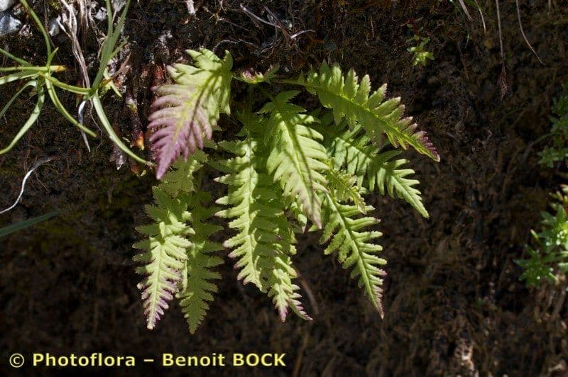 Pedicularis senza becco 24