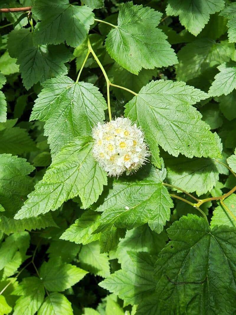 Physocarpus capitatus 17