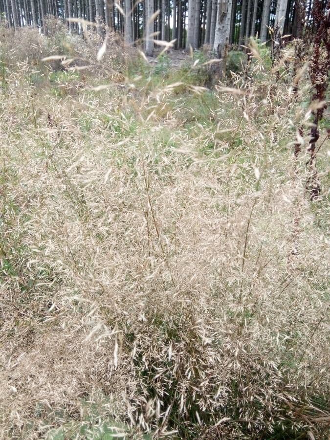 Agrostide tenue 20