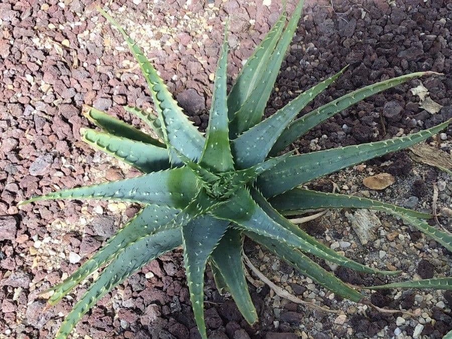 Aloe 5