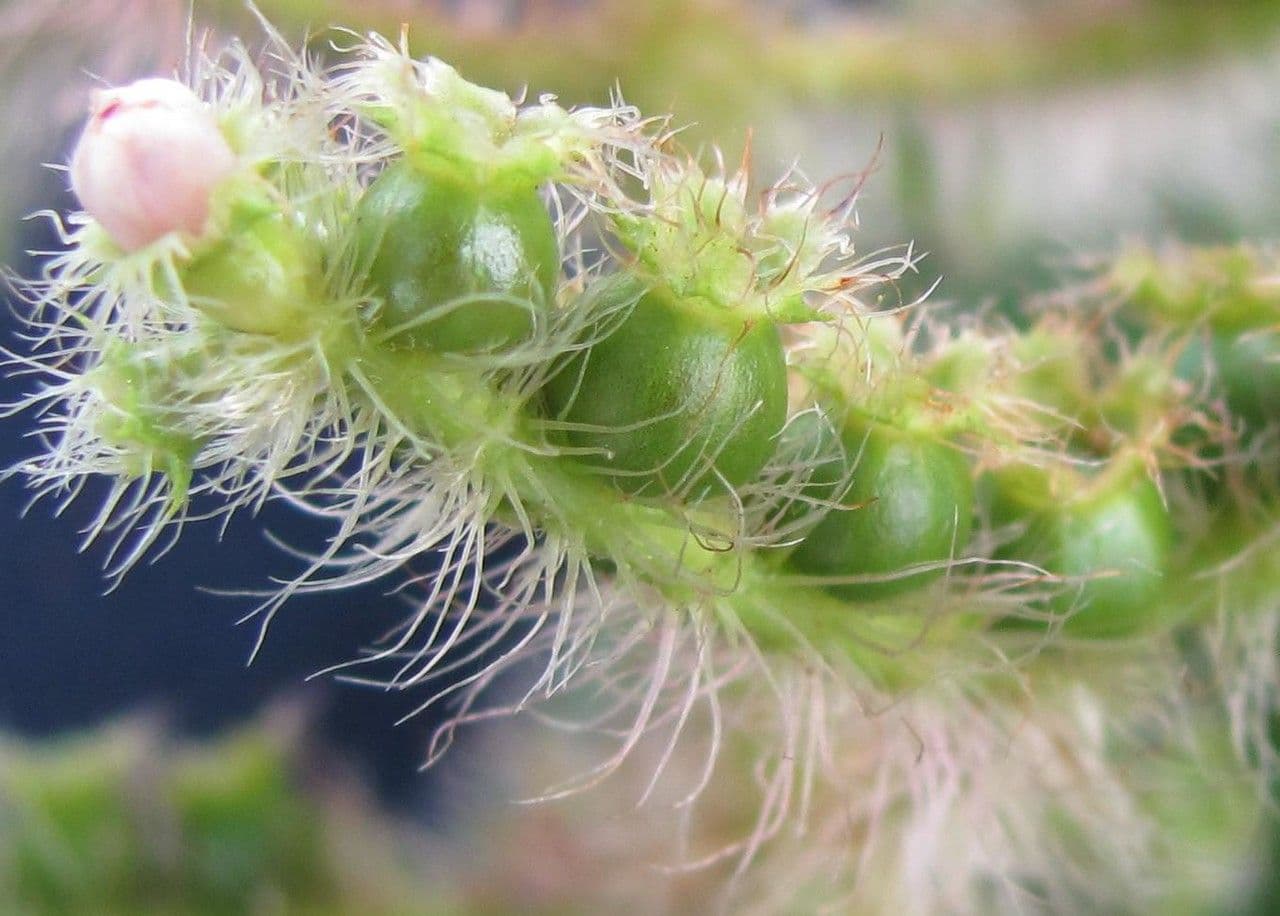 Miconia 4