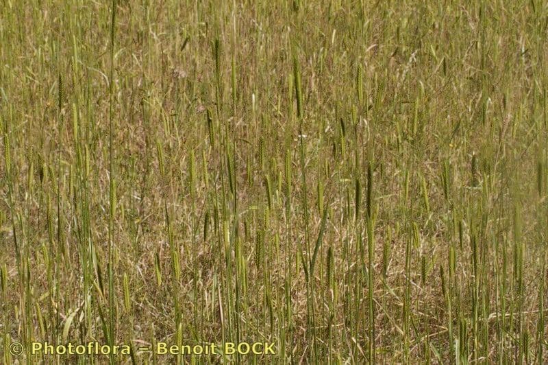 Grano monococco 14
