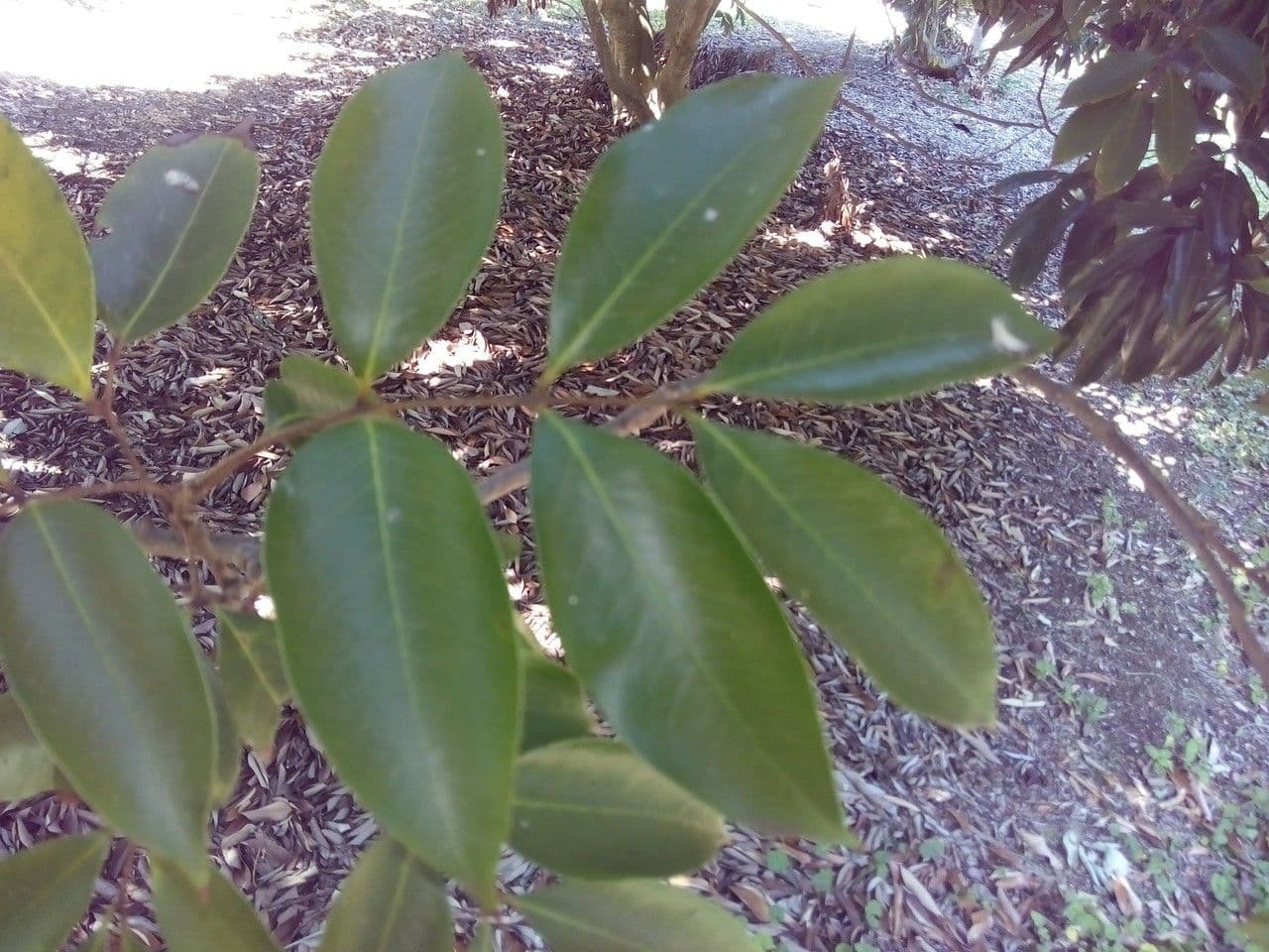 Litchi 26