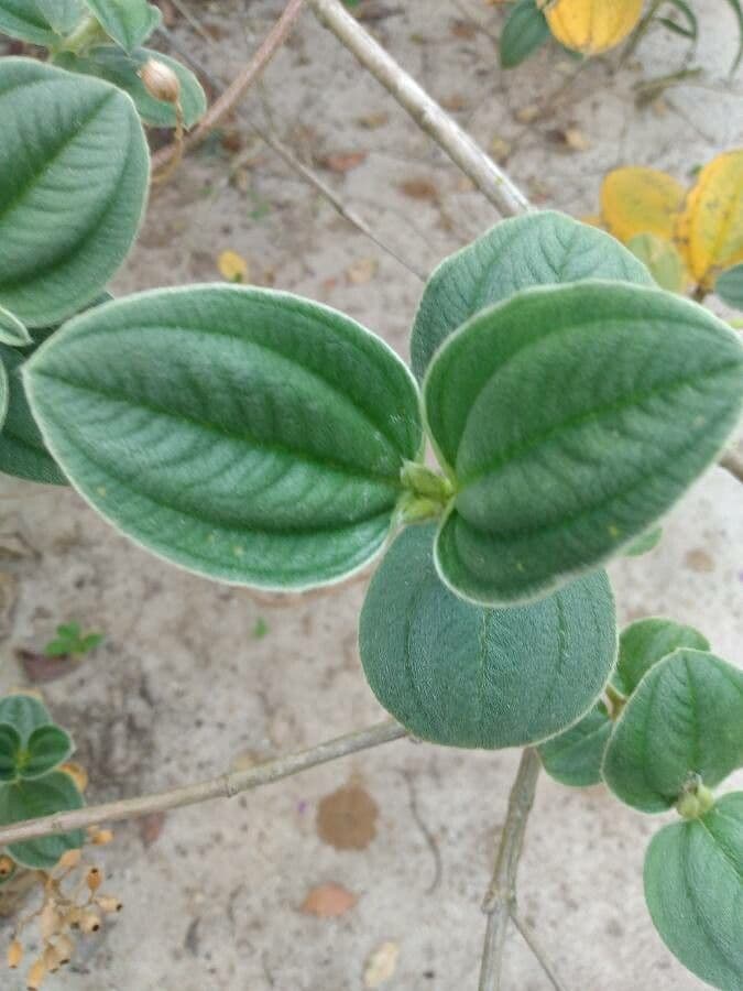 Pleroma 6