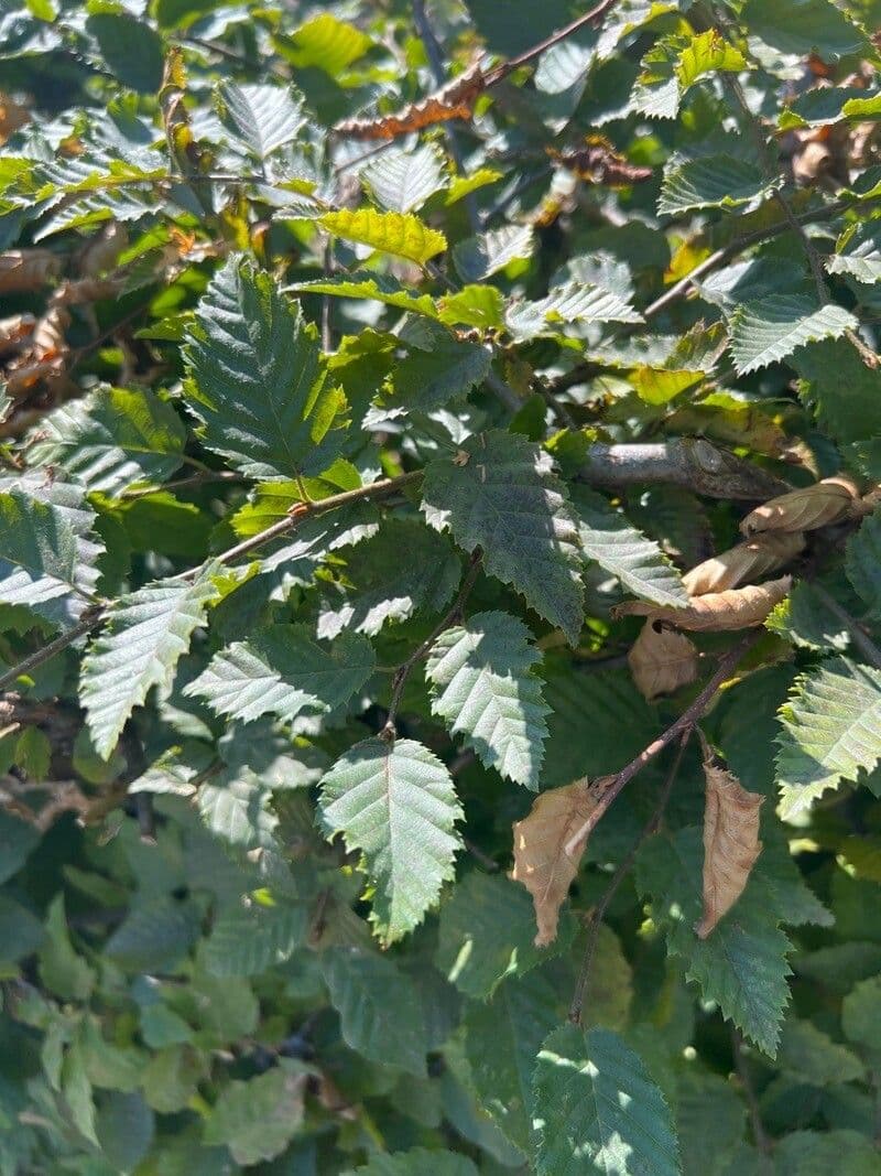 Carpino orientale 18