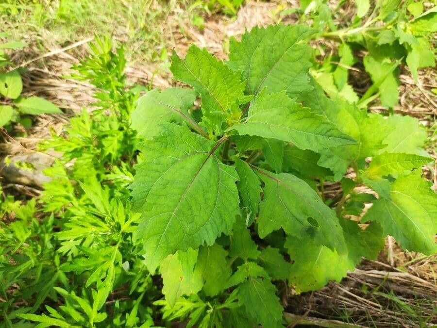 Sigesbeckia orientalis 14