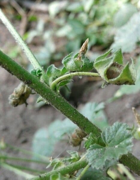 Malva pusilla 21