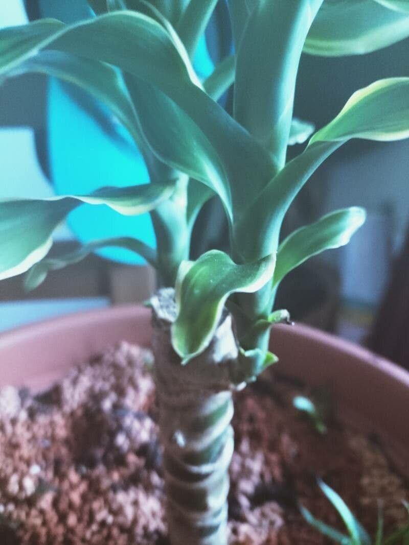 Dracena 24