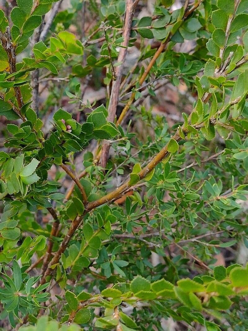 Boronia aserrada 8