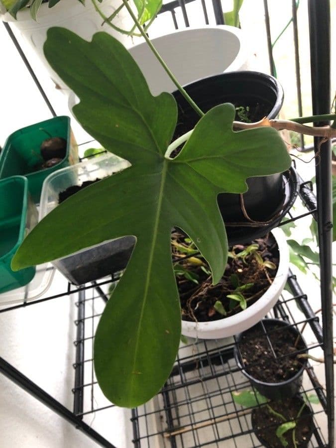 Philodendron 5