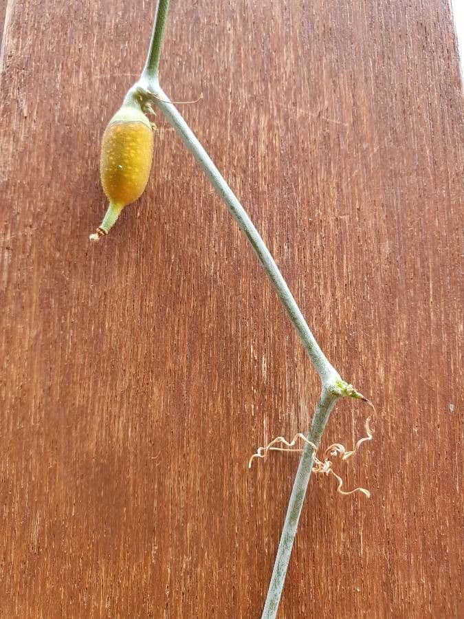 Corallocarpus 3