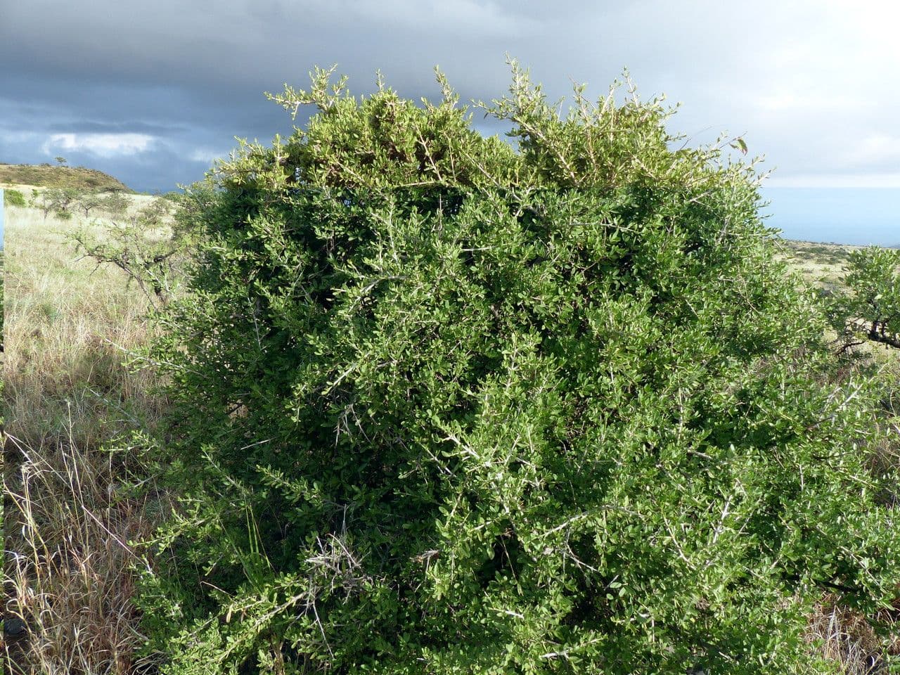 Pyrostria 11