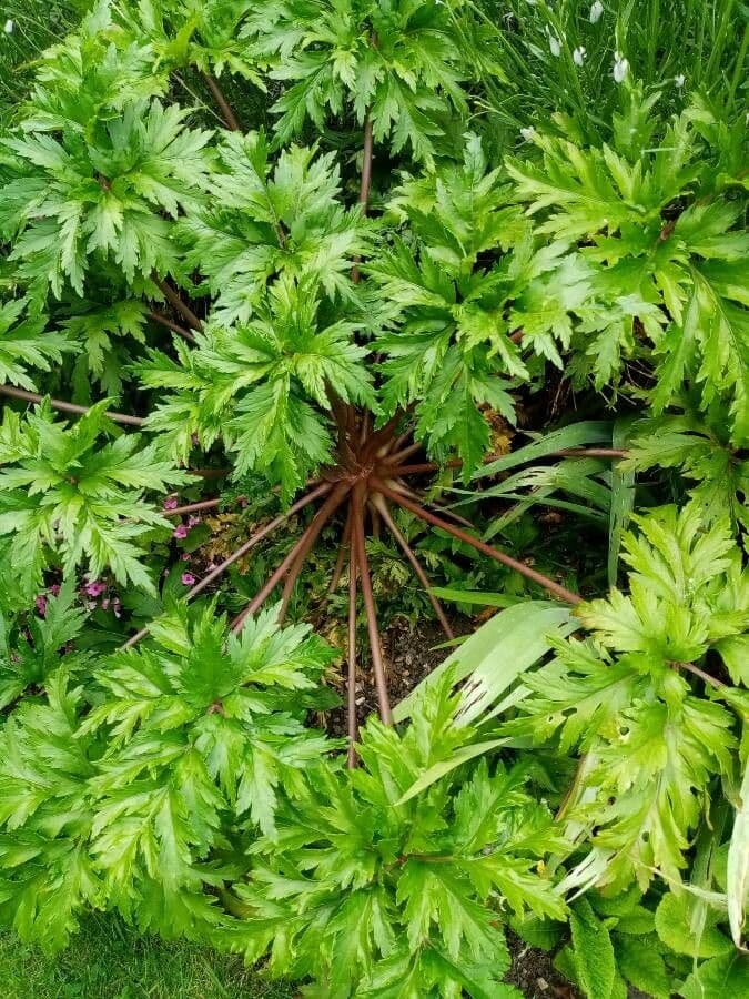 Geranio de Madeira 16