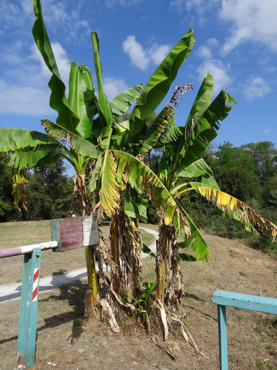 Plátano 14