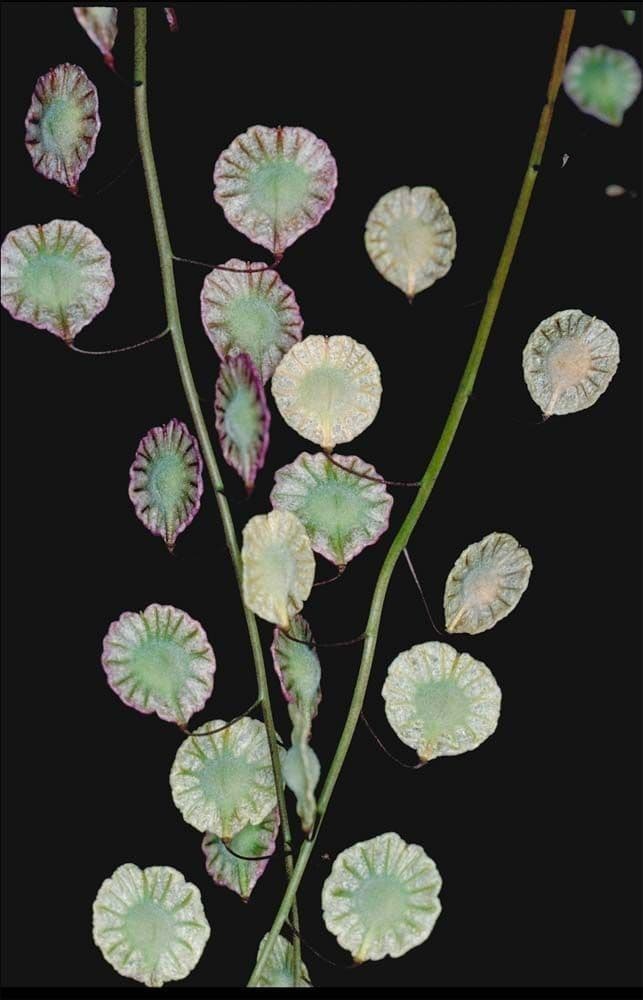 Thysanocarpus 11