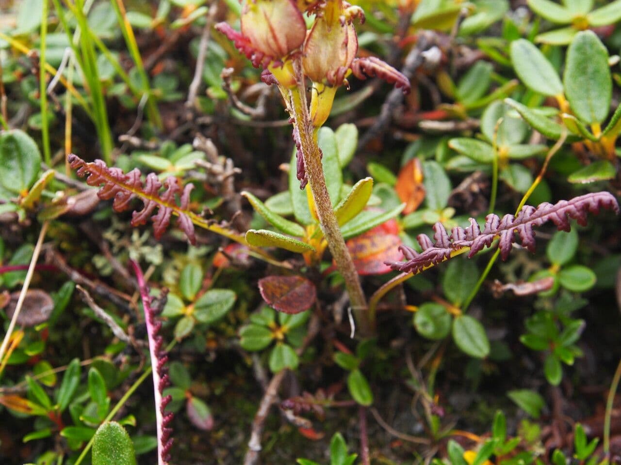 Pedicularis di Oeder 8