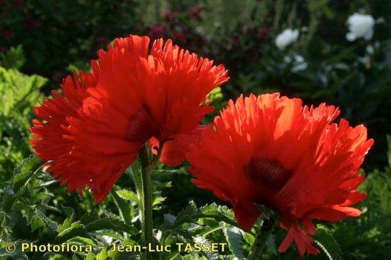 Scharlachmohn 2