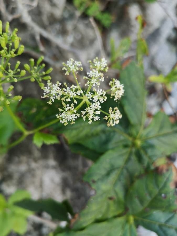 Ligusticum scoticum 7