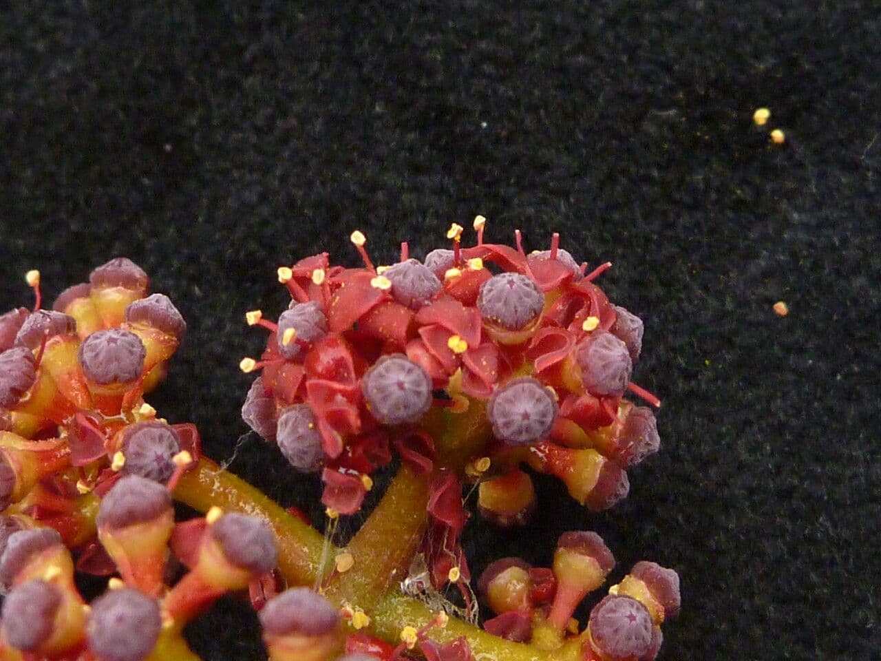 Ampelocissus 2