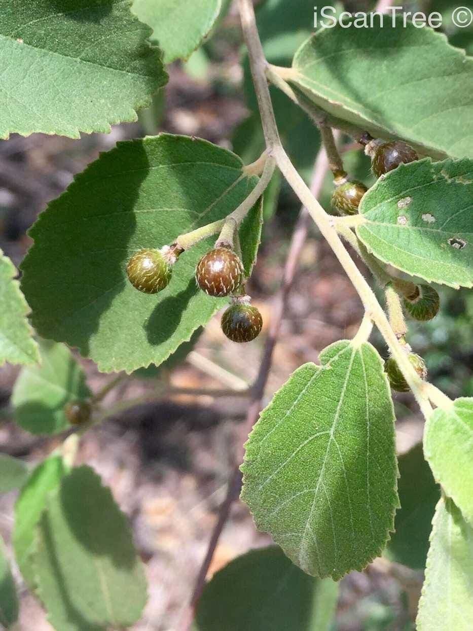 Grewia