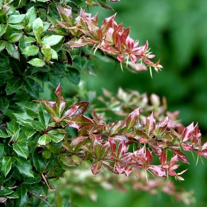 Berberys Gagnepaina 26