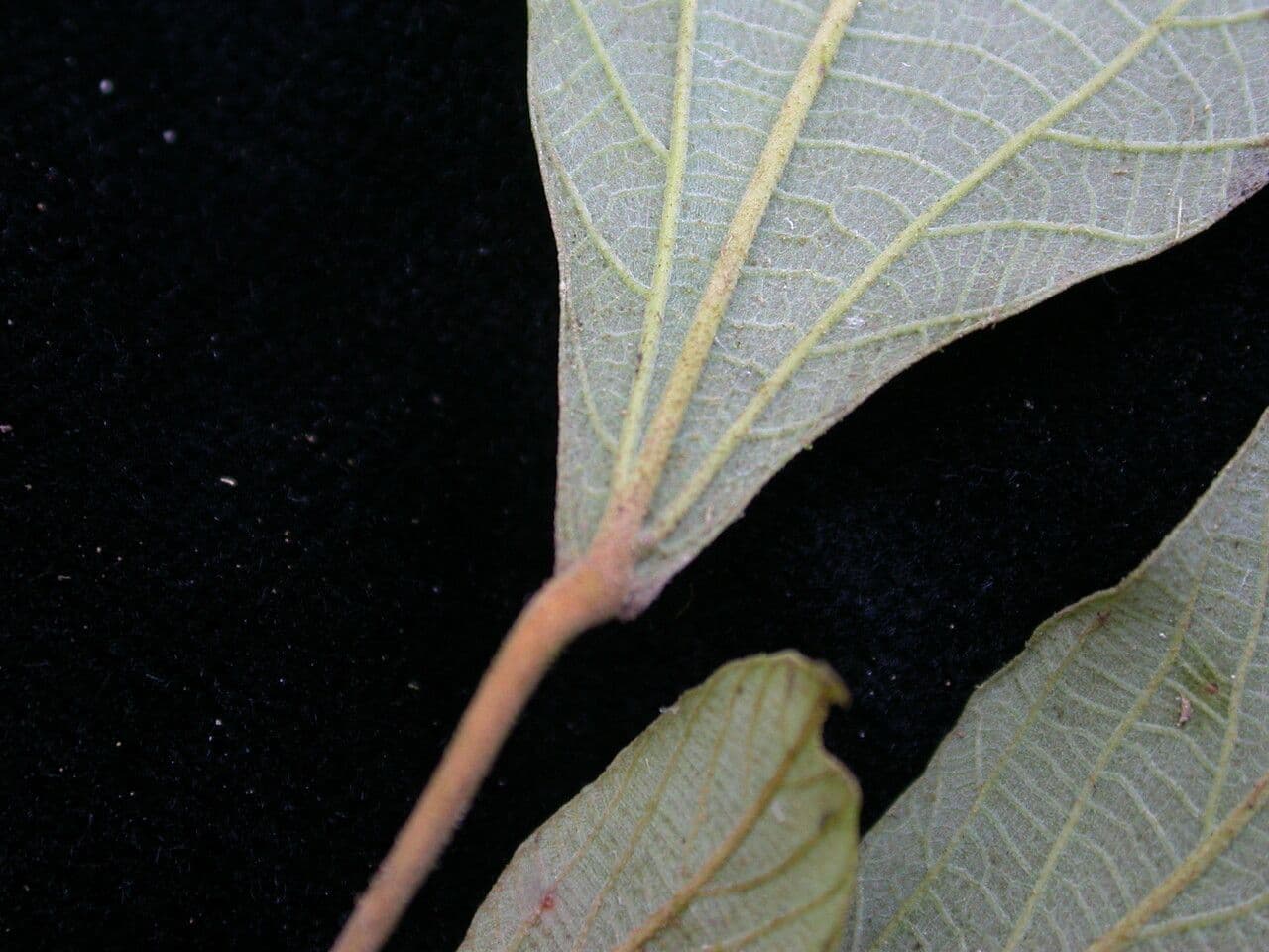 Mallotus philippensis 15