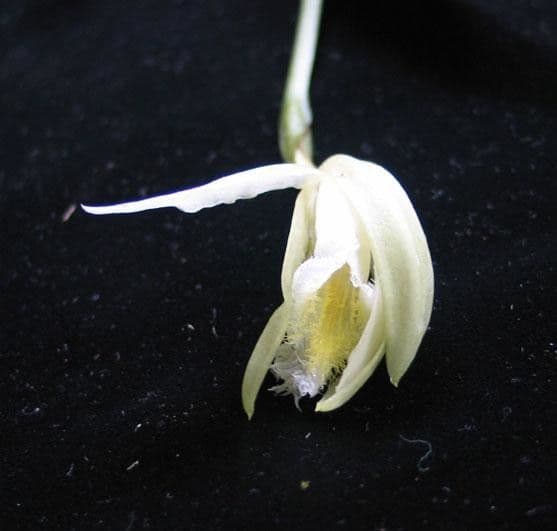 Sobralia 3