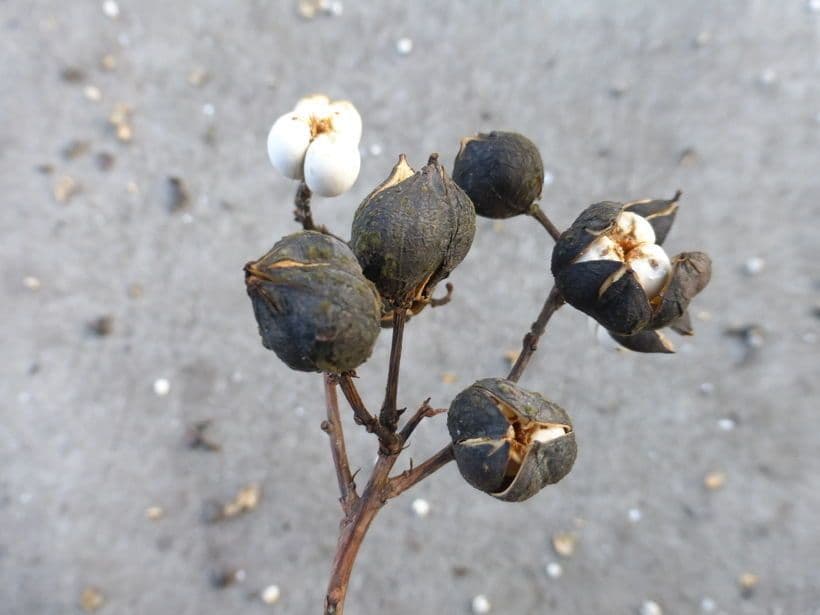 Candleberry-tree 2