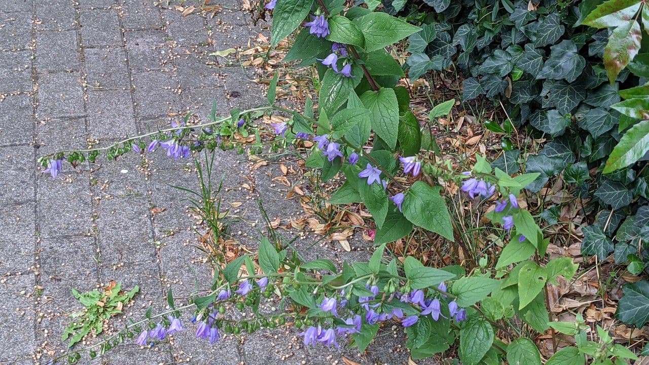 Acker-Glockenblume 15