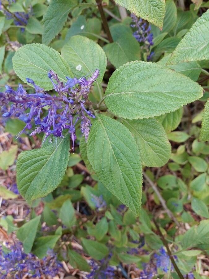 Plectranthus 12