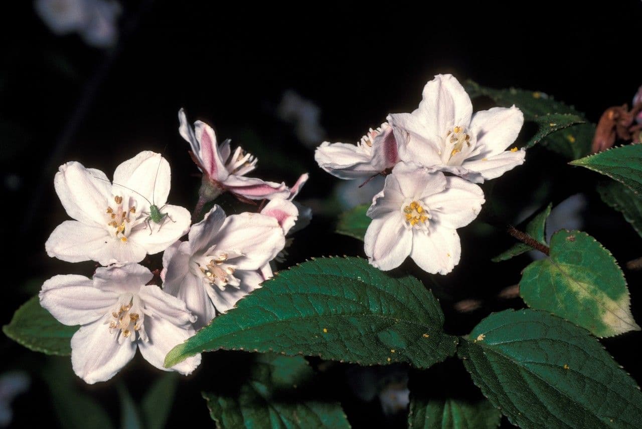 Deutzia