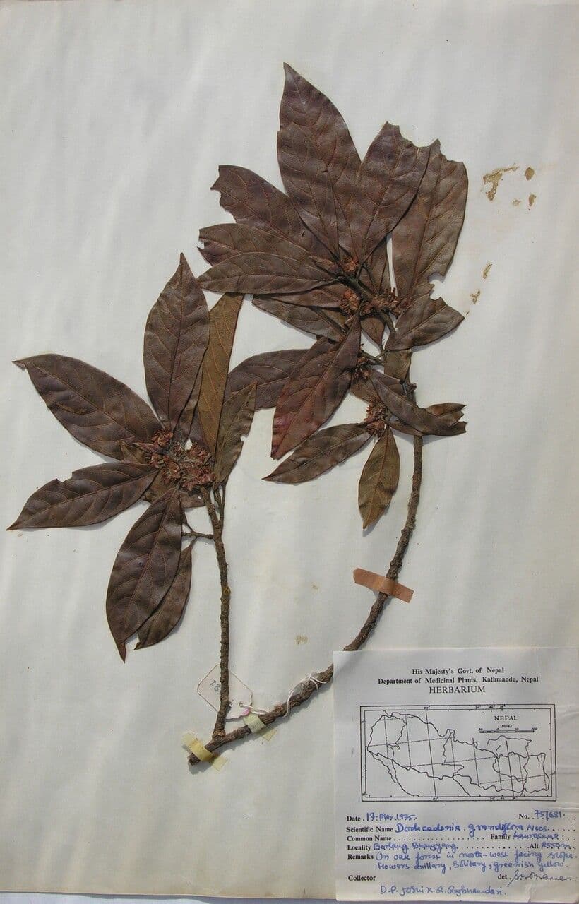 Dodecadenia 8