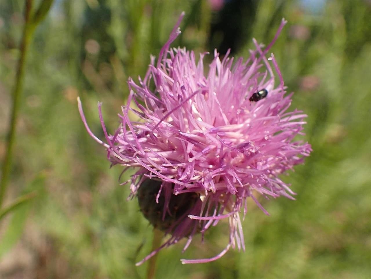 Klasea radiata 3
