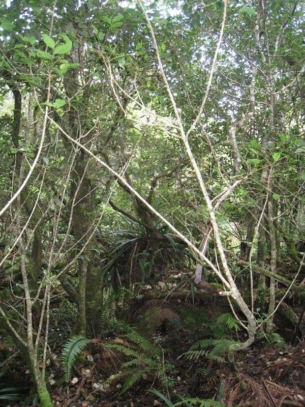 Phyllanthus phillyreifolius 15