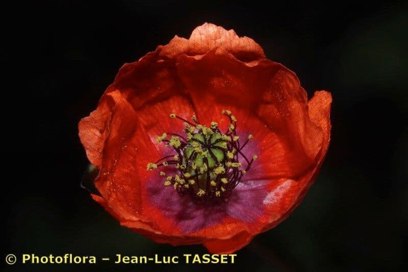Mittelmeer-Mohn 2