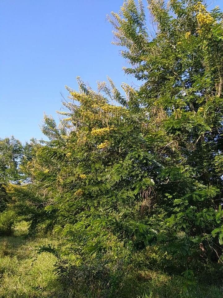 Kassod-Baum 12