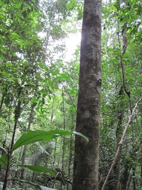 Cassipourea 3