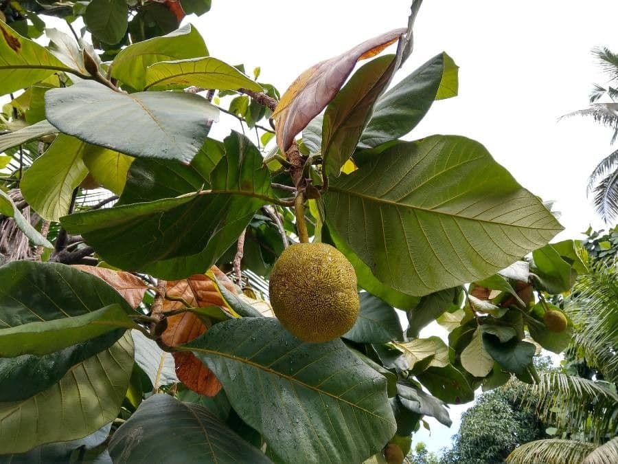 Artocarpus 4