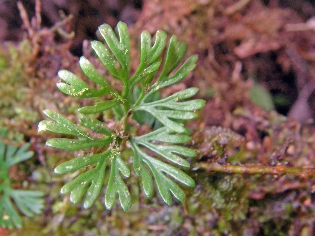 Elaphoglossum peltatum 12