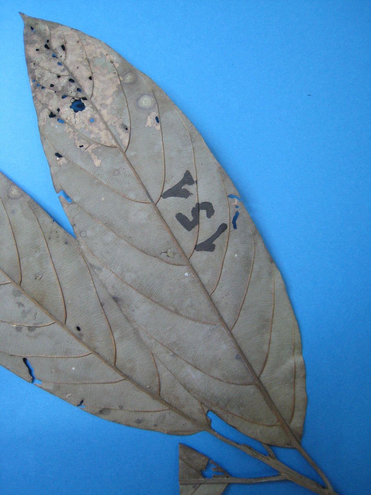 Rhodostemonodaphne 14