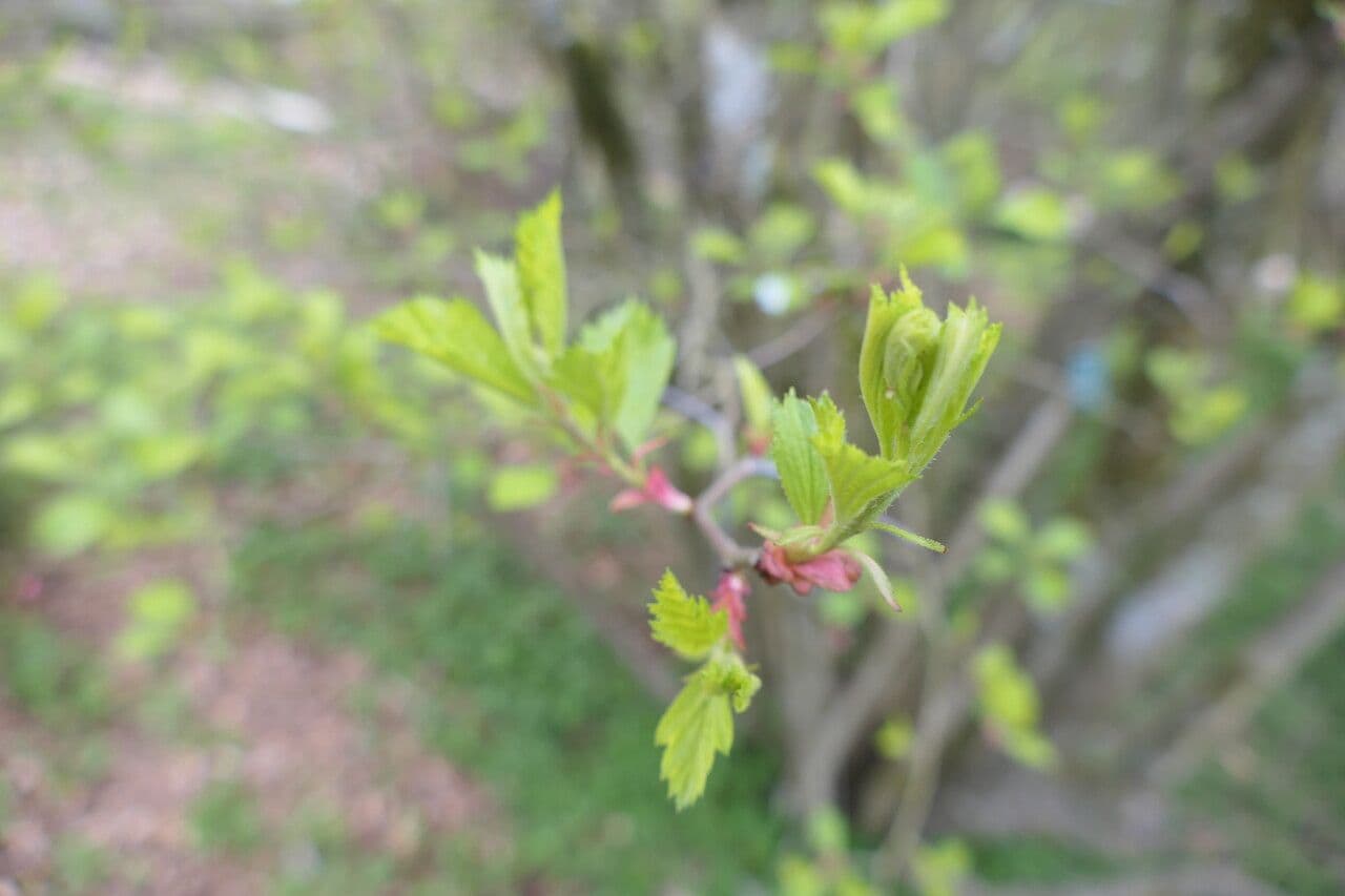 Aubépine de Colombie 4