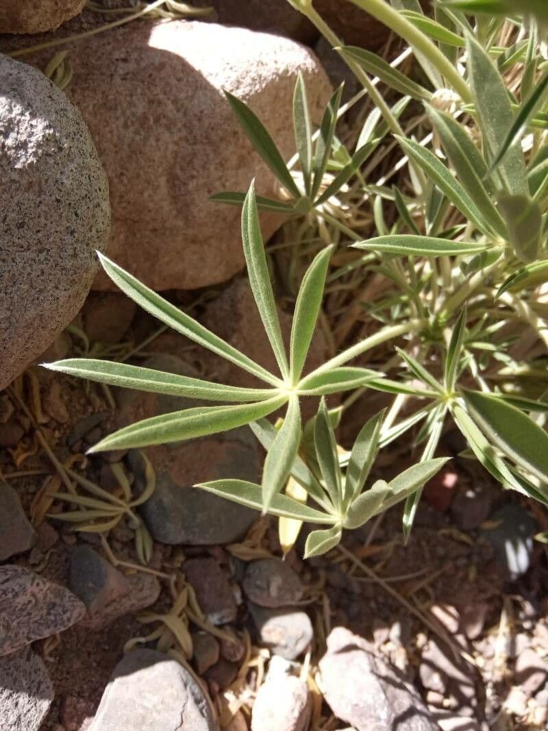 Berg-Lupine 5